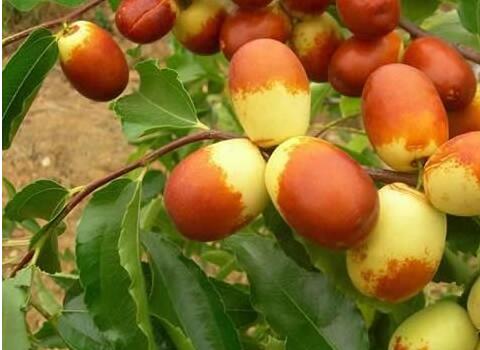 棗樹葉面肥選擇與施用指南 棗樹葉面肥選擇與施用指南