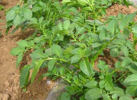 馬鈴薯用肥 馬鈴薯用肥