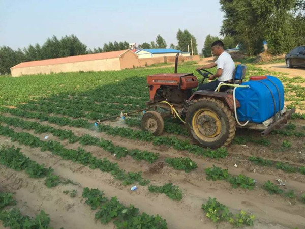 花生田間追施水溶肥 花生田間追施水溶肥
