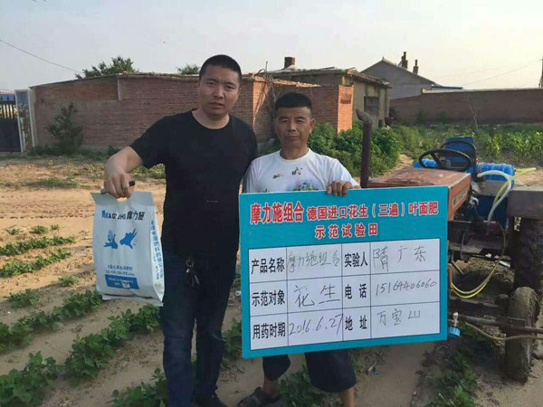 摩爾水溶肥在花生田間試驗 摩爾水溶肥在花生田間試驗