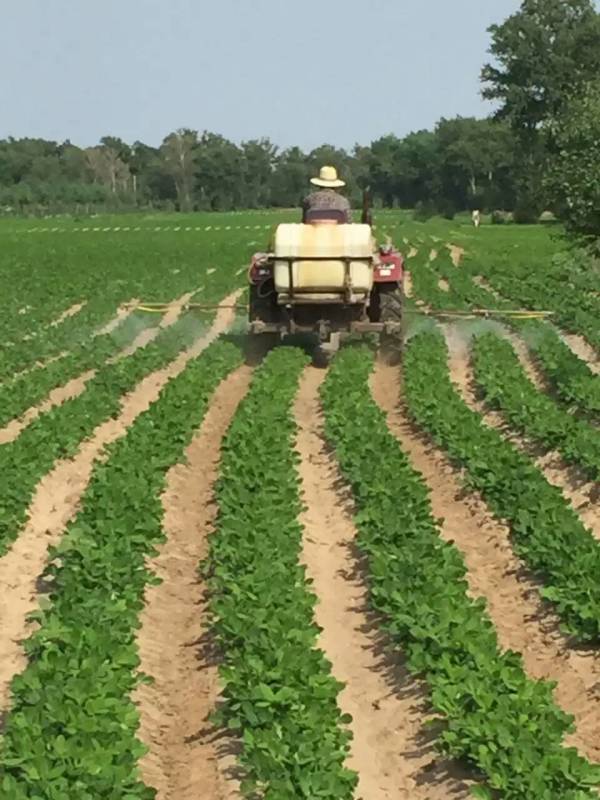 花生使用水溶肥現場 花生使用水溶肥現場