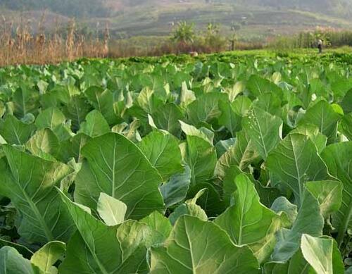 蔬菜如何施肥 蔬菜如何施肥