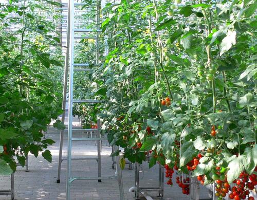 蔬菜如何施肥 蔬菜如何施肥