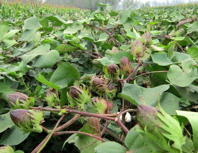 棉花施用摩爾沖施肥多結桃 棉花施用摩爾沖施肥多結桃