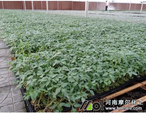 西紅苗期追肥 西紅苗期追肥