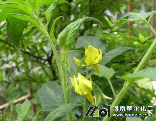 西紅花前追肥 西紅花前追肥