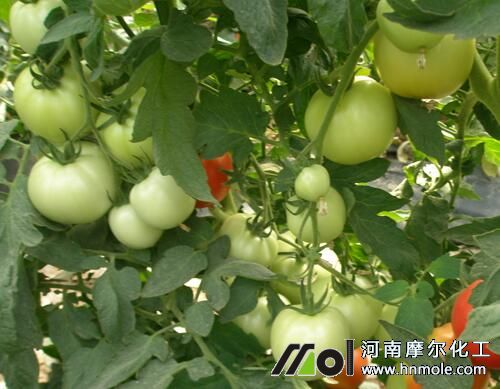 西紅結果期追肥 西紅結果期追肥