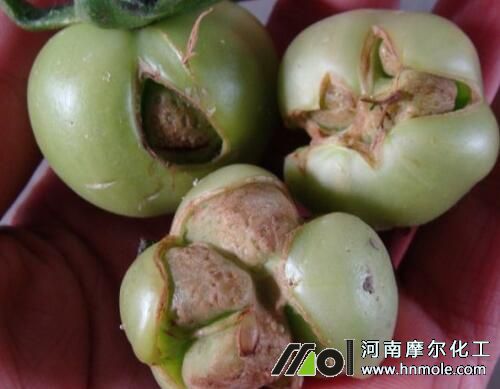 番茄空心原因 番茄空心原因