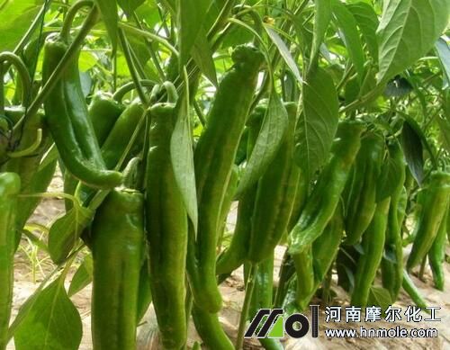 辣椒落花落果原因 辣椒落花落果原因