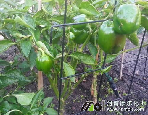 辣椒水溶肥施用 辣椒水溶肥施用
