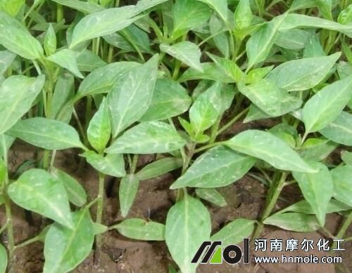辣椒苗期追施育苗施肥 辣椒苗期追施育苗施肥