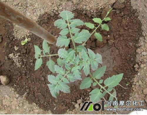 番茄苗期追施水溶肥 番茄苗期追施水溶肥