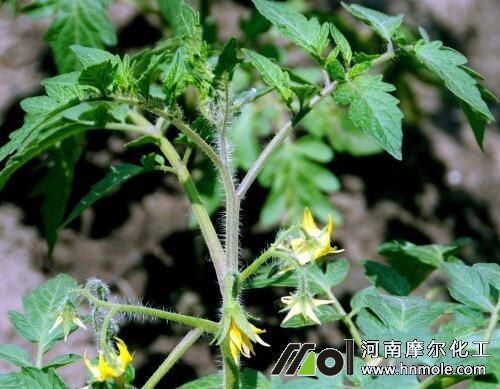 番茄花前追施水溶肥 番茄花前追施水溶肥