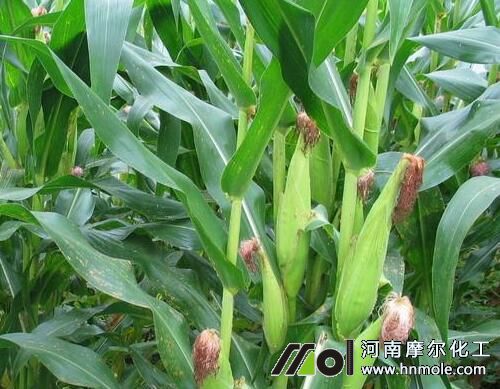 玉米種植用肥 玉米種植用肥