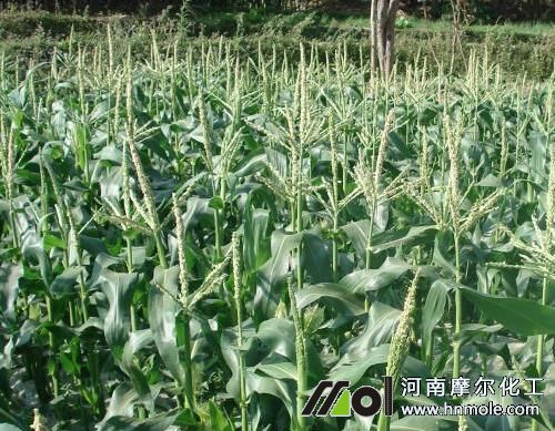 玉米拔節(jié)期追肥 玉米拔節(jié)期追肥