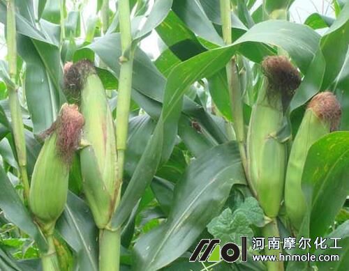 玉米結(jié)穗期追肥 玉米結(jié)穗期追肥