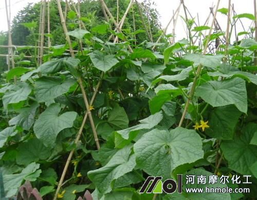 黃瓜苗期追肥 黃瓜苗期追肥