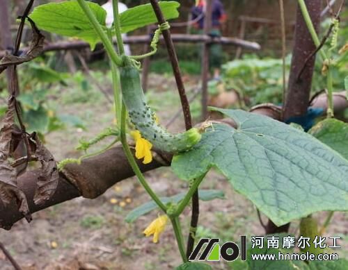黃瓜結(jié)瓜初期追肥 黃瓜結(jié)瓜初期追肥