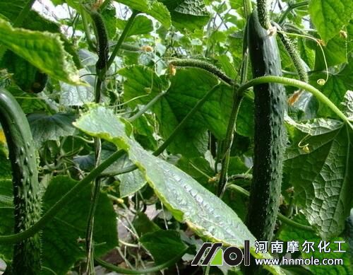 黃瓜結(jié)瓜中期追肥 黃瓜結(jié)瓜中期追肥