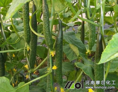 黃瓜種植施肥 黃瓜種植施肥