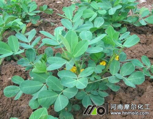 花生花期追施水溶肥 花生花期追施水溶肥