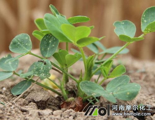 花生苗期追施水溶肥 花生苗期追施水溶肥
