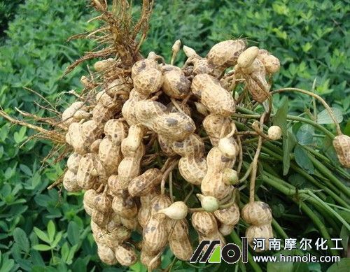 花生追肥時間 花生追肥時間