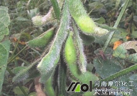 大豆菌核病 大豆菌核病