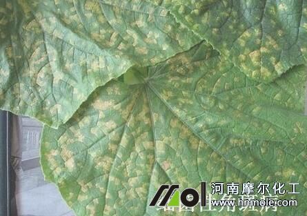 細菌性角斑病 細菌性角斑病