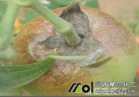 番茄晚疫病 番茄晚疫病