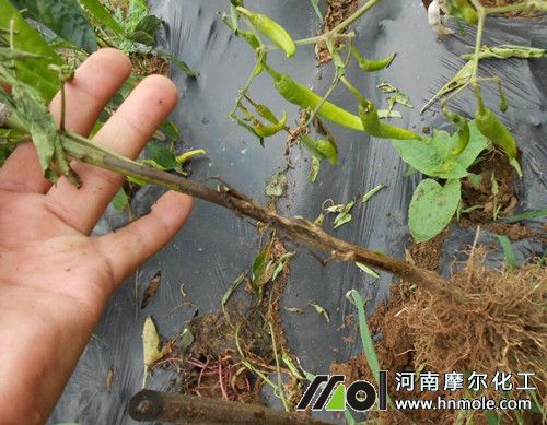 辣椒疫病 辣椒疫病