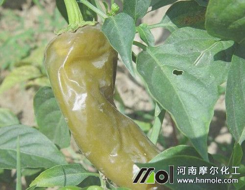 辣椒軟腐病 辣椒軟腐病