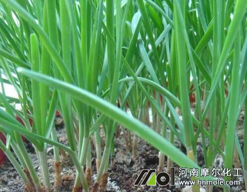 韭菜需肥特點(diǎn) 韭菜需肥特點(diǎn)