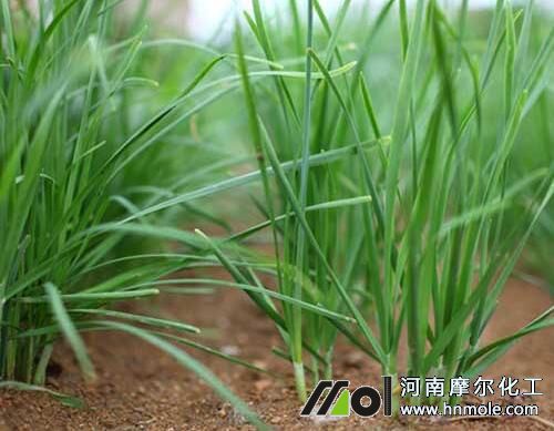 韭菜追施水溶肥效果 韭菜追施水溶肥效果