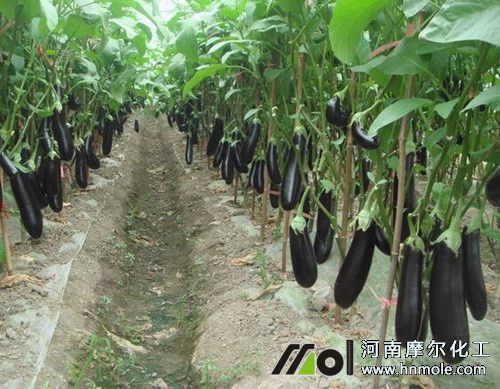 茄子需肥特點 茄子需肥特點