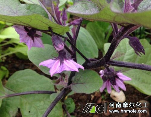 茄子花前追施水溶肥 茄子花前追施水溶肥