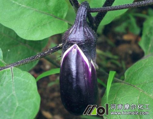 茄子結果期追施水溶肥 茄子結果期追施水溶肥