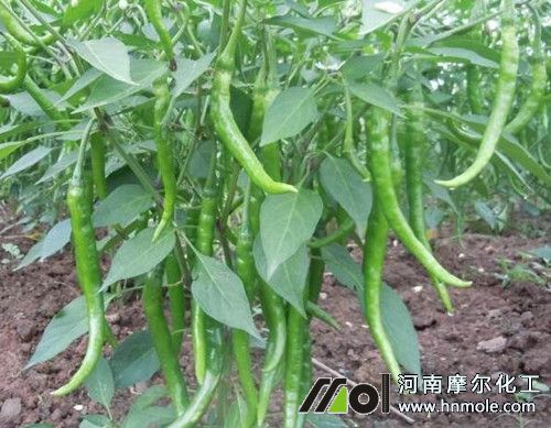 辣椒結果期追施水溶肥 辣椒結果期追施水溶肥