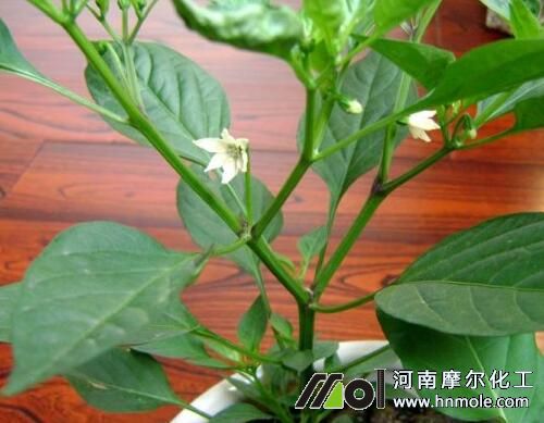 辣椒開花不結果原因 辣椒開花不結果原因