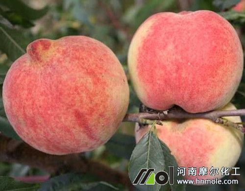 桃樹需肥特點 桃樹需肥特點