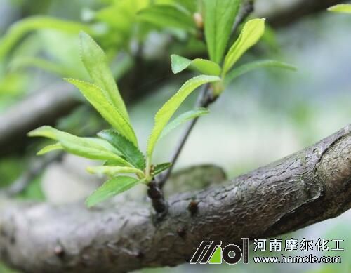 桃樹發芽期追施水溶肥 桃樹發芽期追施水溶肥