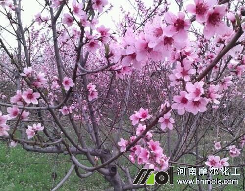 桃樹花前追施水溶肥 桃樹花前追施水溶肥