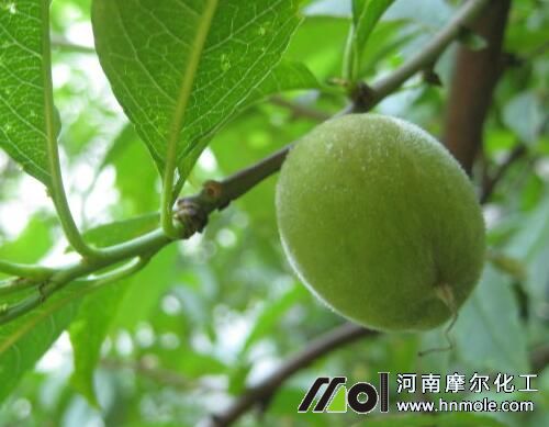 桃樹結果期追施水溶肥 桃樹結果期追施水溶肥