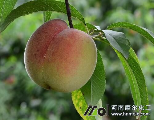 桃樹采果期追施水溶肥 桃樹采果期追施水溶肥