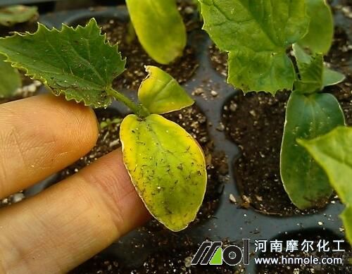 黃瓜苗發黃原因
