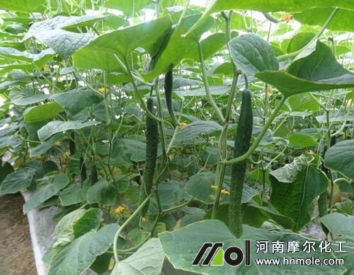 黃瓜溫度過多引起黃葉