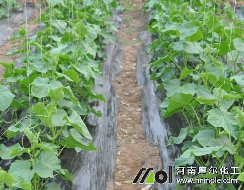 黃瓜澆水過多引起黃葉