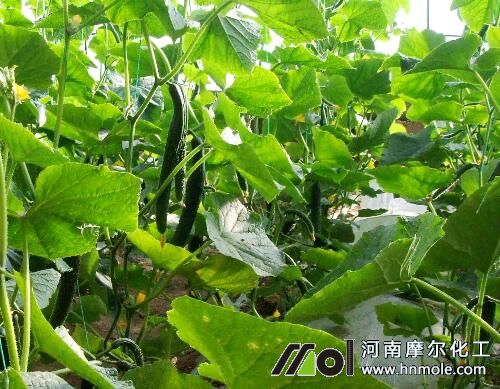 黃瓜施肥過多引起黃葉