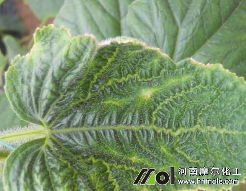 黃瓜缺素引起黃葉 黃瓜缺素引起黃葉