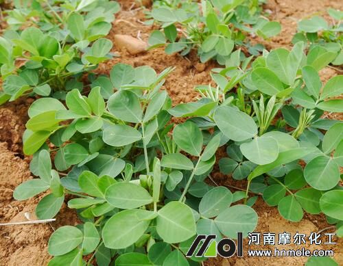 564.jpg 花生苗期追施水溶肥